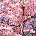 春の名曲9選コードまとめ【アコギ弾き語りに】