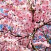 japanese-cherry-3063992_1280